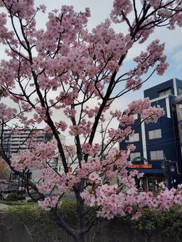 桜 早咲きの桜,春,ピンクの写真素材