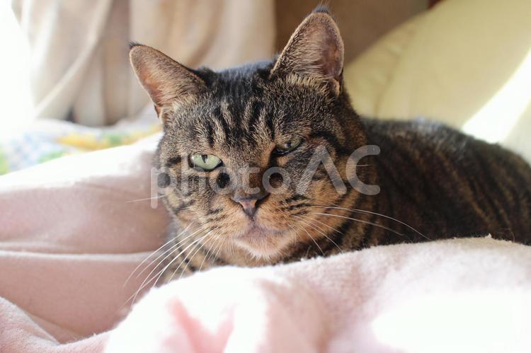 令和７年２月のチャコちゃん　４ 猫,ペット,飼い猫の写真素材
