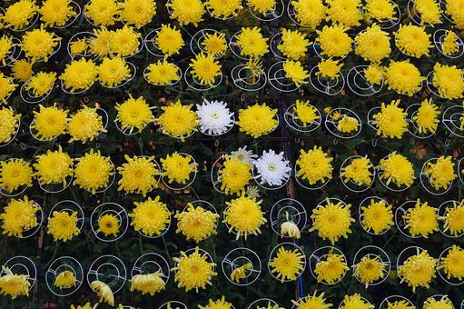 菊の花 菊,花,色とりどりの写真素材