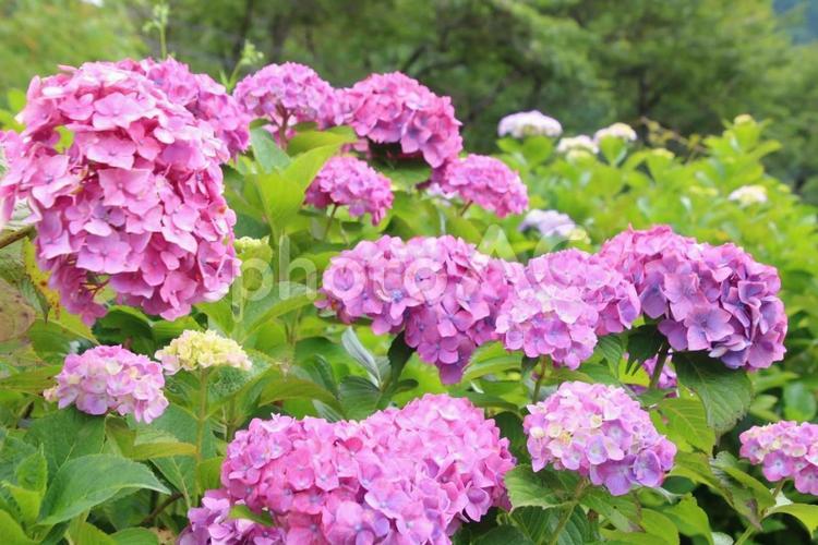 紫陽花 紫陽花,板取川,板取あじさい祭の写真素材