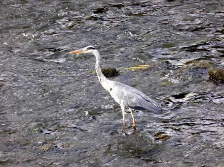 川の中程で獲物を探すアオサギ アオサギ,鳥,野鳥の写真素材