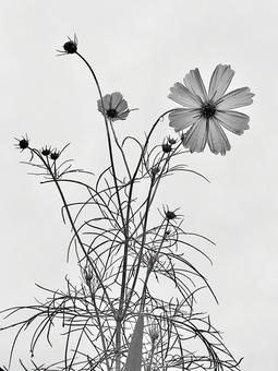 コスモス　モノクロ コスモス,モノクロ,秋の写真素材