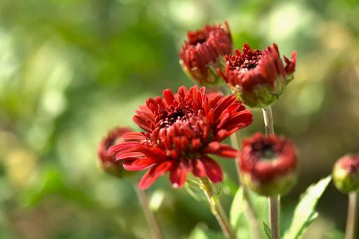 キク 菊,花,秋の写真素材