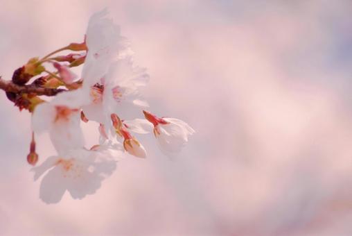 桜の花 桜の花の写真