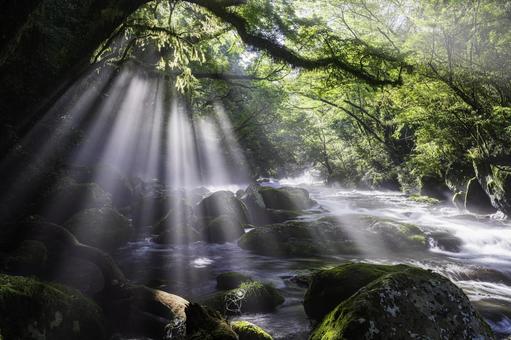 熊本-【菊池渓谷の光芒】 熊本,菊池渓谷,川の写真素材