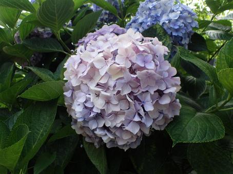 薄紫色のアジサイの花 薄紫色のアジサイの花 薄紫色,アジサイ,花の写真素材