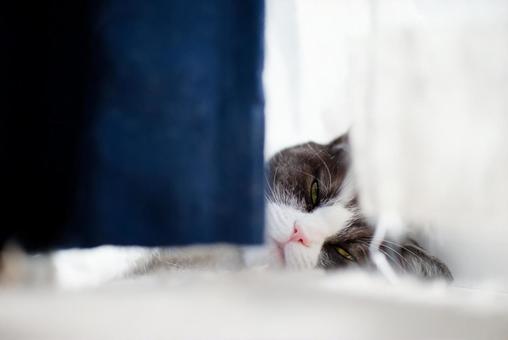 カーテンの隙間から見る猫 カーテンの隙間から見る猫の写真