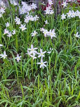 Photo, saffron mododuki, a crowd, closeup, 