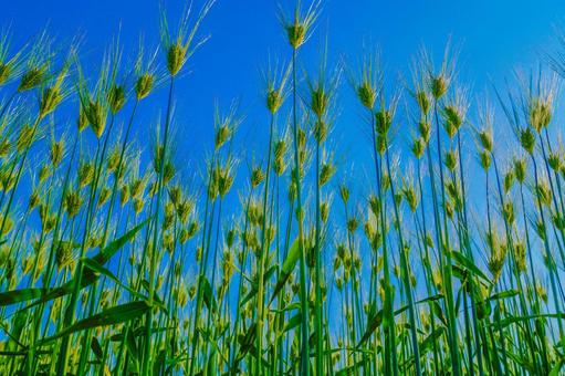 青空に伸びる麦の穂 青空に伸びる麦の穂 麦,畑,緑の写真素材