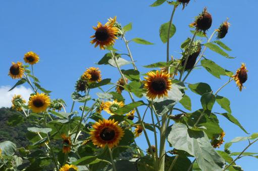 Sunflower field and midsummer sky A, JPG Sunflower field and midsummer sky A, sky, sunflower, cloud, JPG