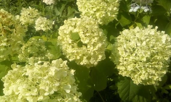 Photo, ফুল, উদ্ভিদ, গাছের পাতা, 