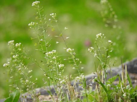 Photo, fleurs, naturel, paysage, 