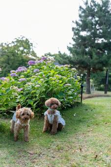 紫陽花とトイプードル 紫陽花とトイプードル トイプードル,トイプー,紫陽花の写真素材