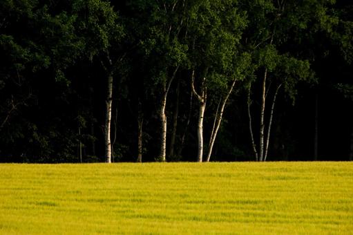 Wheat field, JPG