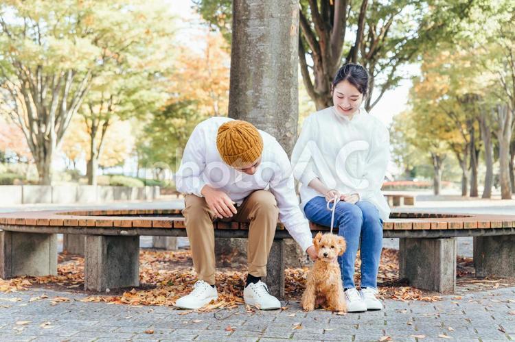 公園で愛犬の散歩をする男女 犬,夫婦,家族の写真素材