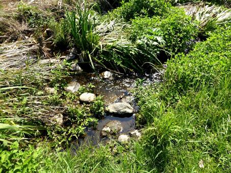 夏の日差しを浴びるチョロチョロ小川 川,河川,小川の写真素材