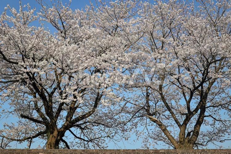 満開の桜並木　と　青空のコラボ 青空,桜,さくらの写真素材