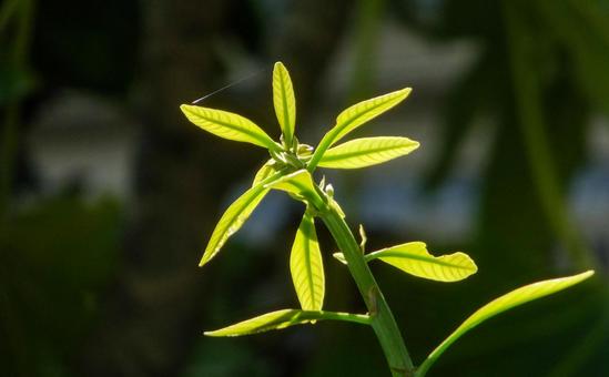 Photo, young leaves, fresh green, green, 