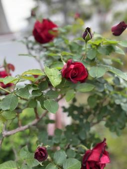 ラブストラックのつぼみ ラブストラックのつぼみ 薔薇,ばら,バラの写真素材
