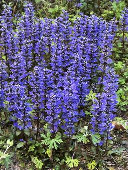 紫の花 紫の花の写真