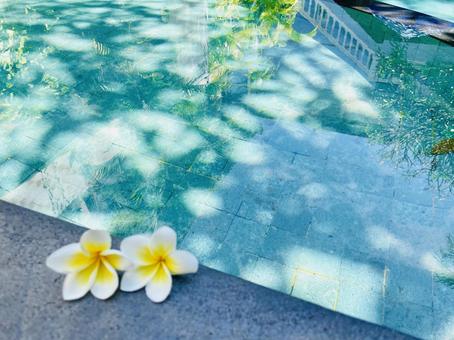 水辺のプルメリア 水辺のプルメリアの写真