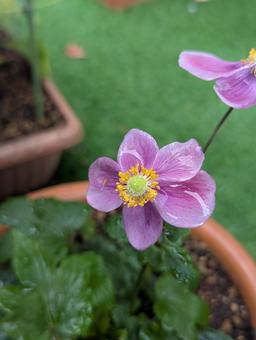 秋明菊 はな,秋明菊,ピンクの写真素材