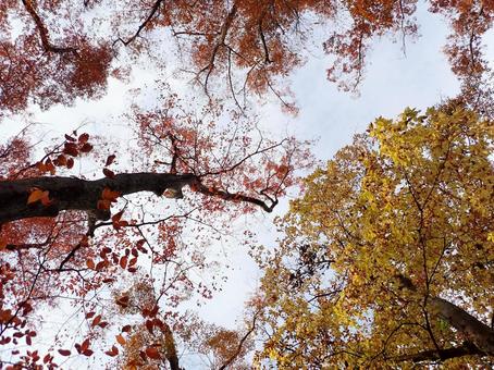 紅葉 紅葉の写真