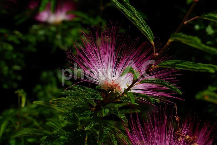 ロセアシルクツリー20190904 No 2811397｜写真素材なら「写真AC」無料（フリー）ダウンロードOK