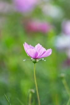 Pink cosmos with morning dew on the petals, JPG
