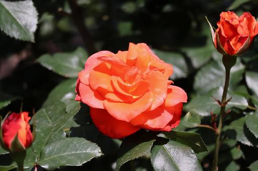 オレンジ色の花びらのバラの花と蕾のアップ オレンジ色の花びらのバラの花と蕾のアップの写真