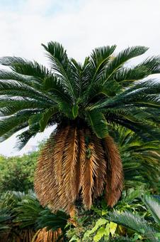 ソテツ ソテツ,蘇鉄,植物の写真素材