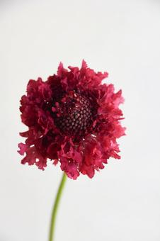 赤いスカビオサの写真