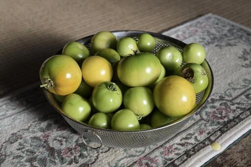 季節外れに収穫した青いトマト トマト,青,緑の写真素材