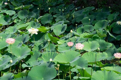 池に浮かぶピンクのハスの花 池に浮かぶピンクのハスの花 蓮,蓮の花,睡蓮の写真素材