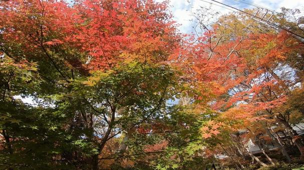 景色(紅葉) 景色(紅葉)の写真
