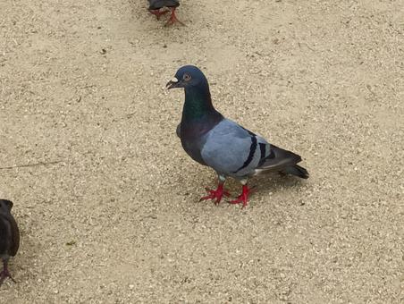 ハト02 ハト02 鳩,鳥,バードの写真素材