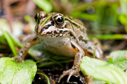 水たまりにいたトノサマガエル 水たまりにいたトノサマガエル トノサマガエル,殿様蛙,かえるの写真素材