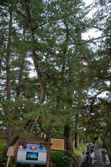 三保松原：緑豊かな参道と人々 松林,松の木,緑の写真素材