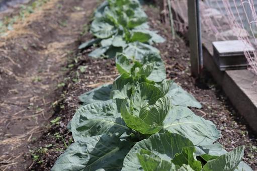 キャベツの苗の植わった畑 キャベツ,苗,植わったの写真素材