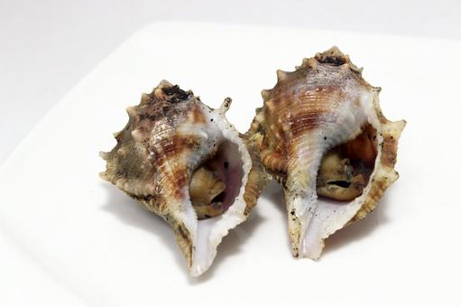 ぼら貝ぼ 貝,海産物,ぼら貝の写真素材