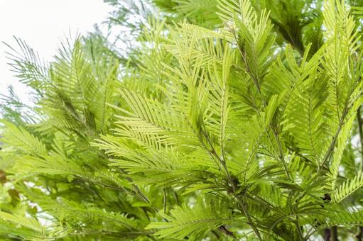 アカシアの葉 アカシア,葉,緑の写真素材