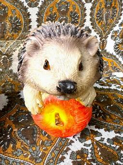 ハリネズミ ハリネズミの写真