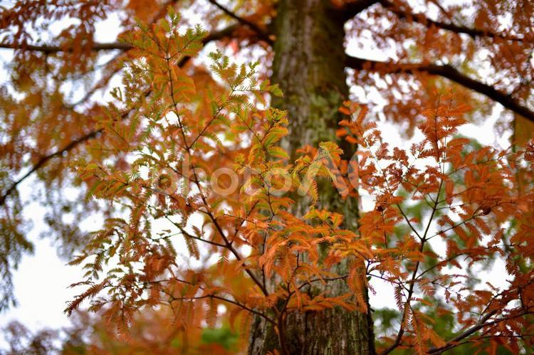 メタセコイアの紅葉 秋,紅葉,メタセコイアの写真素材