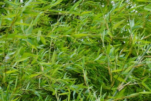 笹の葉 笹の葉 笹,葉,植物の写真素材