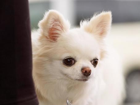 チワワのポートレート 犬,チワワ,小型犬の写真素材
