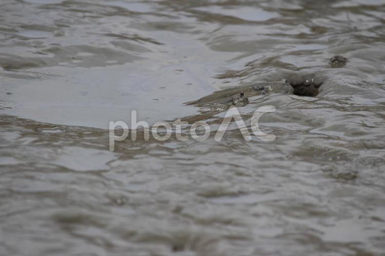 トビハゼとむつごろう mudskipper,お魚,さかなの写真素材
