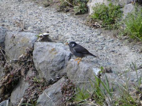 Photo, starling, bird, wild bird, 
