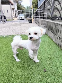 マルチーズ マルチーズ 犬,マルチーズ,かわいいの写真素材