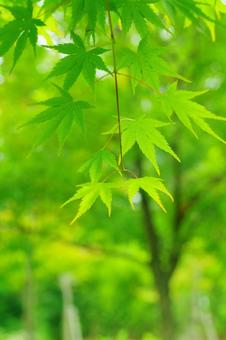 青モミジ もみじ 青葉 若葉 青モミジ もみじ 青葉 若葉の写真