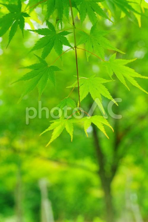 青モミジ　もみじ　青葉　若葉 青モミジ,もみじ,青葉の写真素材